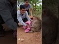 Tentez De Secourir Une Pauvre Maman Singe Abandonnée Et Son Petit Singes Animaux mp3