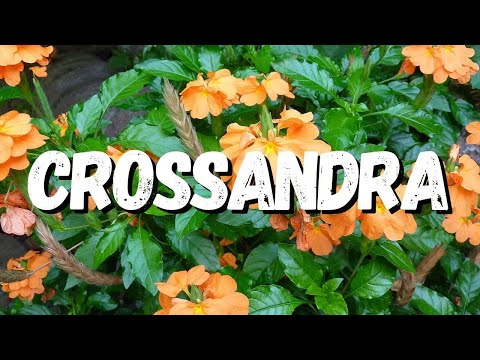 Vídeo: Crossandra (39 Fotos): Cuidando De Uma Flor De Interior Em Casa. Por Que As Folhas Da Crossandra Ficam Vermelhas? Métodos Para Sua Reprodução