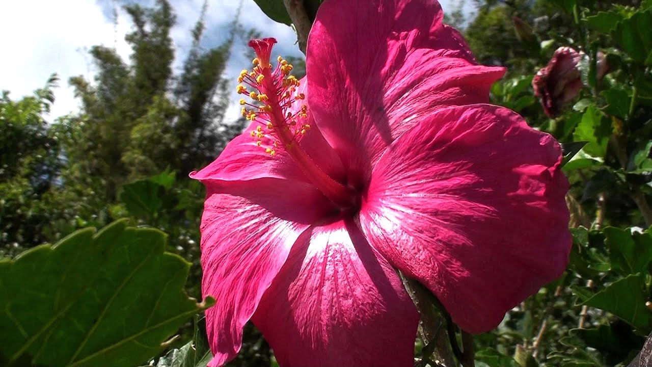 flower magenta hawaiian state flower youtube