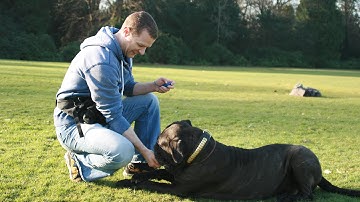 Prong collars - Glasgow Dog Trainer - equipment part 2