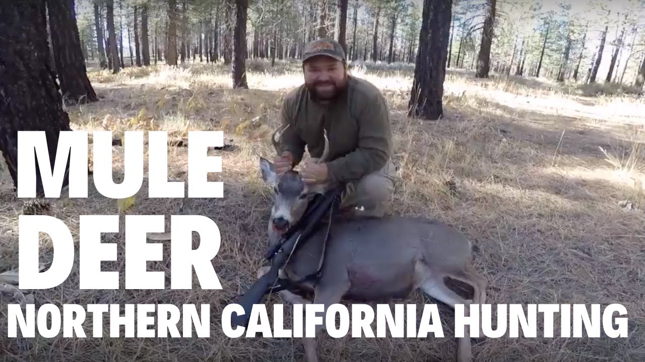 Mule Deer Northern California Hunting YouTube