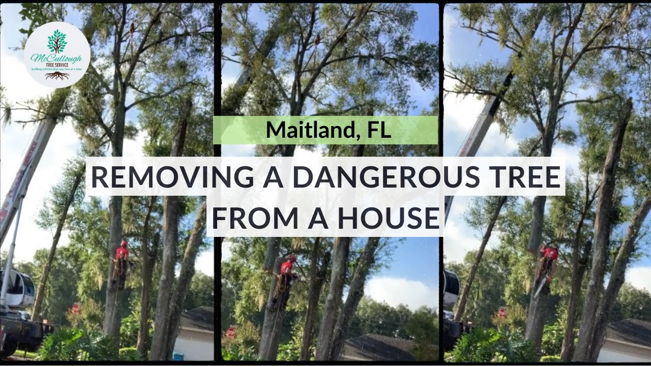 Removing A Dangerous Tree From A House In Maitland, FL - YouTube