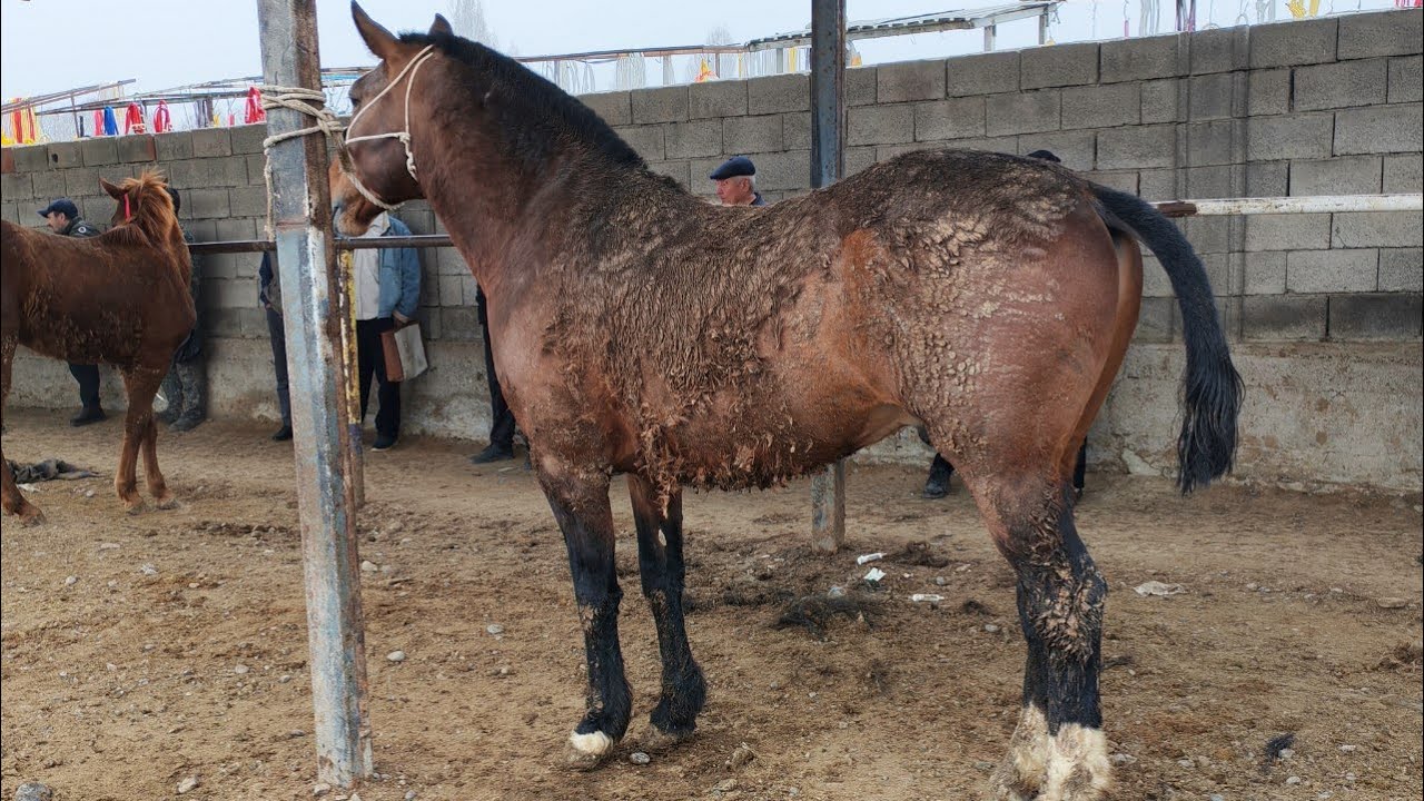 Begobod ot bozori 🔥🔥 yosh toychoqlar narxlari 😱😱 сайдбек уз