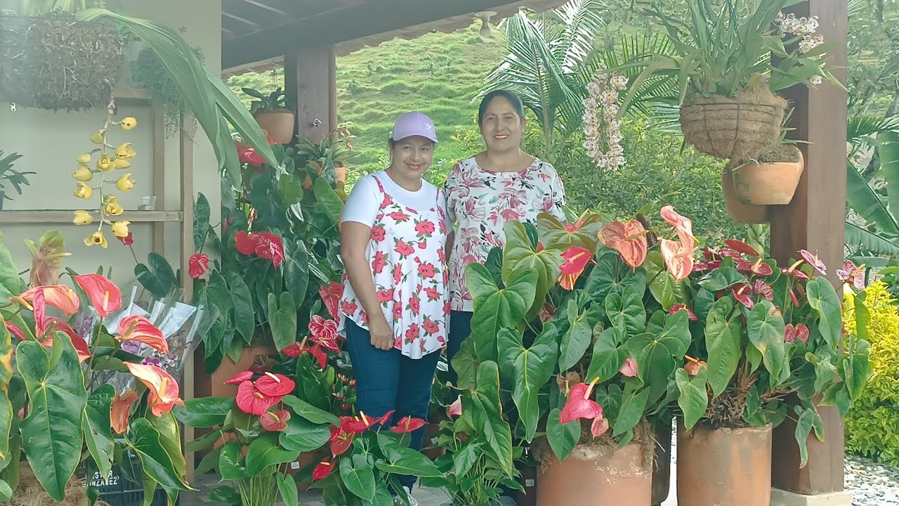 El Hermoso Jardín de Doña Rocio🤭❤️🤗 //Orquídeas y Anturios