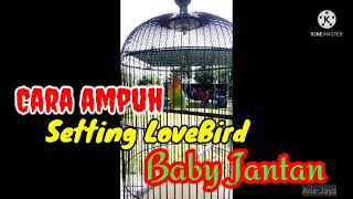 Cara mudah setting lovebird baby jantan. screenshot 5