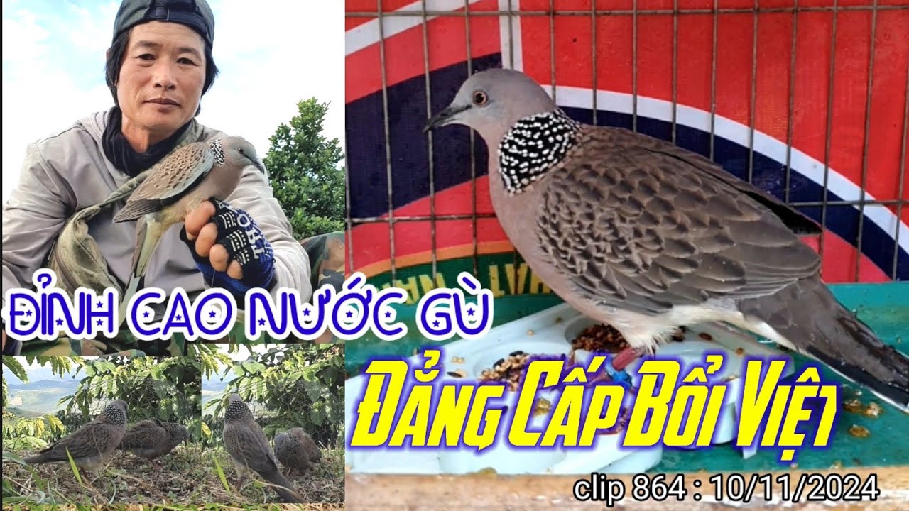 NƯỚC GÙ CÓ 1.0.2 | Đỉnh cao của chú Bổi Việt | Quá khủng khiếp| clip 864 .Việnkt. 10/11/2024