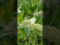 Bees and butterfly in our garden! #savethebees #savebutterfly #garden