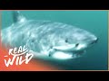 The Case Of The Cuddly Shark [Shark Attacks Documentary] | Real Wild