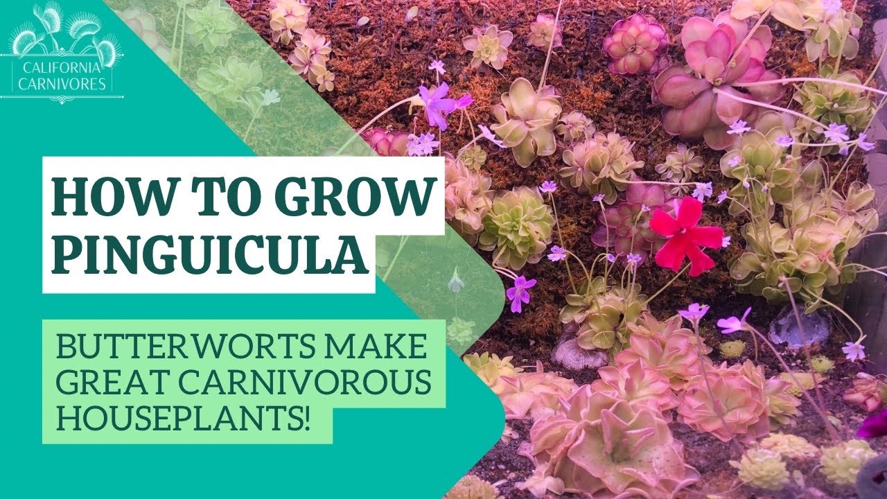 Как выращивать хищные комнатные растения жирянки (Pinguicula)