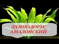 Эхинодорус Амазонский размножение, содержание, уход. Аквариумное растение.