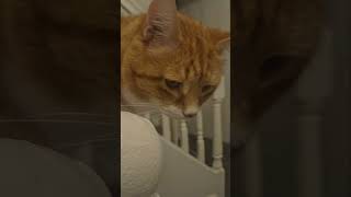 Gucci my fave orange cat. #fyp #cattok #orangecat #gingercat