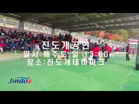 진도개공연