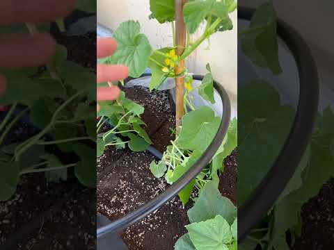 العناية بنباتات الخيار الزراعة الزراعة المنزلية الزراعة العضوية مزارعين مزارع خيار