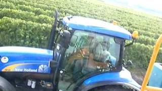 vendanges dans le 17 avec une gregoire part4