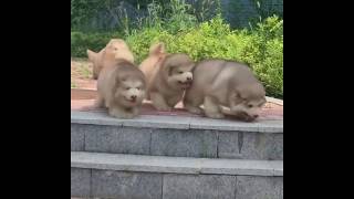 Clumsy Alaskan Malamute Puppies Constantly Trip Over Nothing