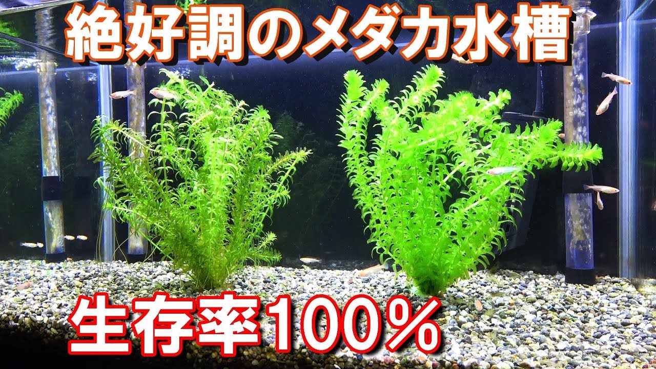 メダカ 水草トリミング 応用編 アナカリス差し戻し ピンチカット メダカ水槽 30 Youtube