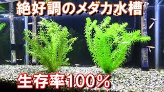 メダカ 水草トリミング 応用編 アナカリス差し戻し ピンチカット メダカ水槽 30 Youtube