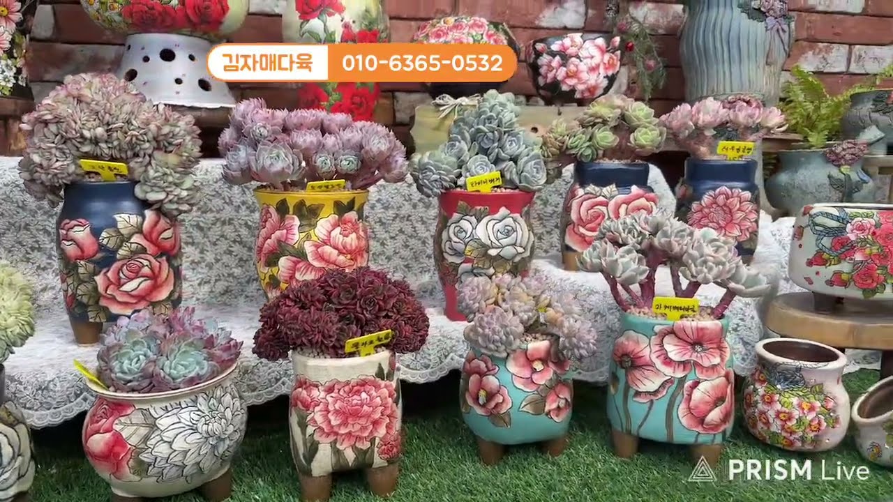 김자매다육Kim sisters  succulent plan 라이브 방송0104