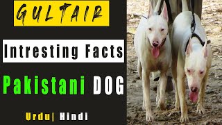 Gultair Dog Biography & Intresting Facts - Dog Information Pet Guru