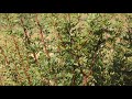 Eastern Olivaceous Warbler Eastern Olivaceous Warbler