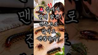 🚨 집에서 이 벌레 발견하면 이렇게 하세요! TOP10