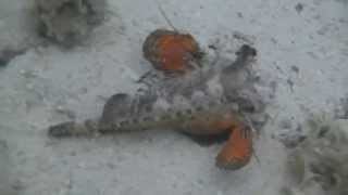 Stonefish or scorpionfish