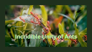 Incredible Unity of Ants