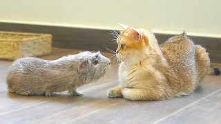 Mom cat and her kittens met a guinea pig for the first time