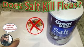 How To Eliminate Fleas With Salt | Does Salt Work Against A Flea Infestation? screenshot 5