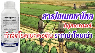 สารไฮเมทซาโซล..(ดูดซึม)..กำจัดโรครากเน่าโคนเน่า เน่าคอดิน