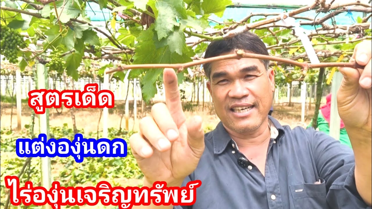 พรุนองุ่นอย่างไรให้ดกเต็มค้าง ทำตามสูตรนี้เข้าใจง่าย ดกจริง ไร่องุ่นเจริญทรัพย์