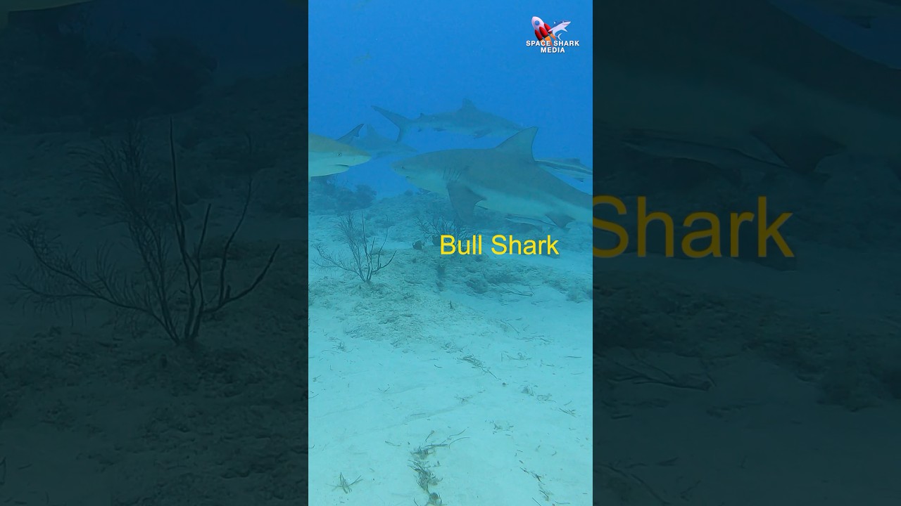 Bull Shark and Caribbean Reef Shark identification 