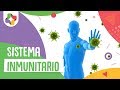 El sistema inmunitario - Educatina
