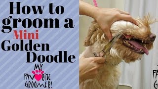 Grooming a Mini Golden Doodle