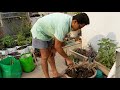 Organic terrace farming tips