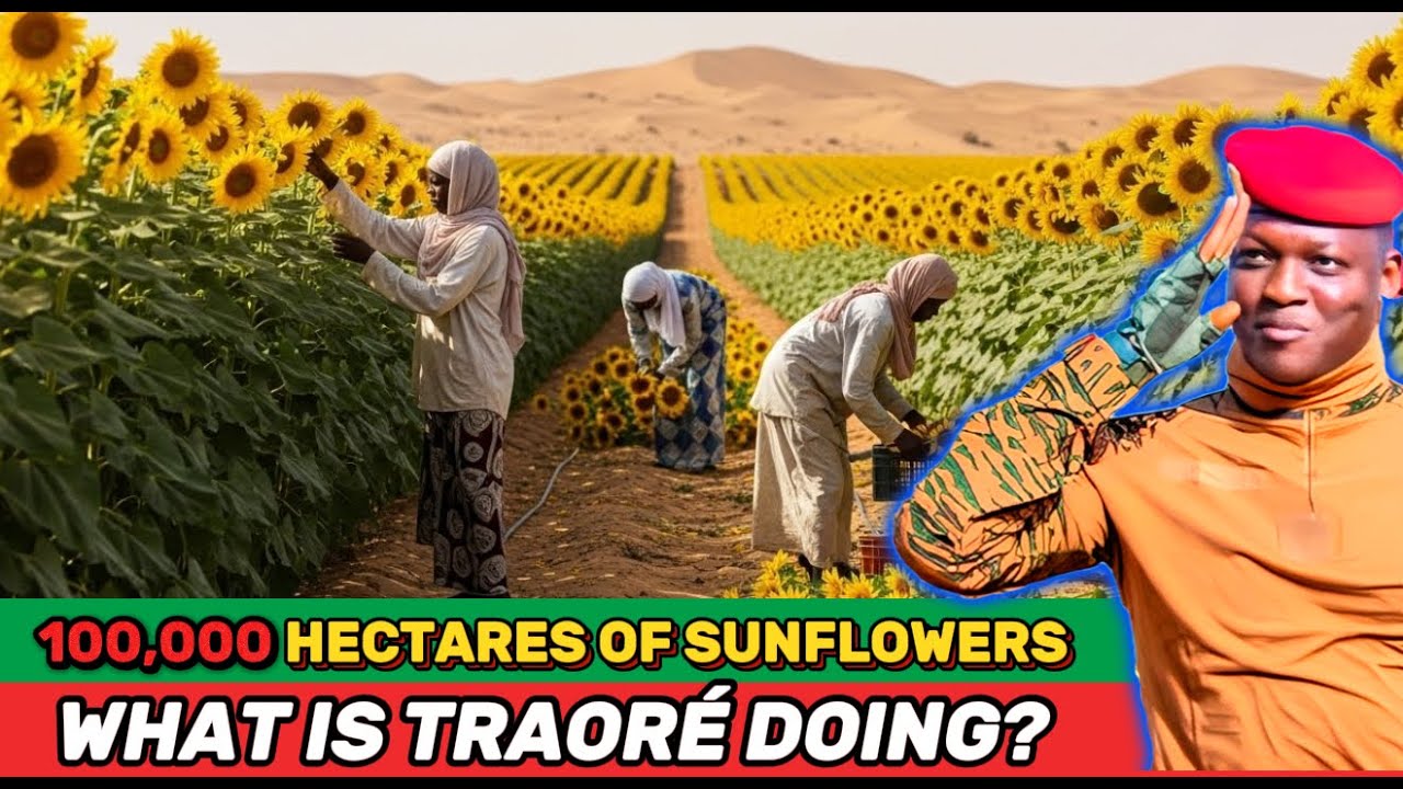 What’s REALLY Behind Traoré’s Plan to Plant 100,000 Hectares of Sunflowers in the Sahel Desert?