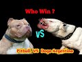 Pitbull VS Dogo Argentino | Who Win The Fight ? |#dogsfight in Hindi - Dogs Biography.