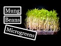 Cultiver des micropousses de haricots mungo