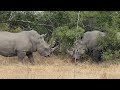 RARE FOOTAGE- Rhinos confront each other in battle.