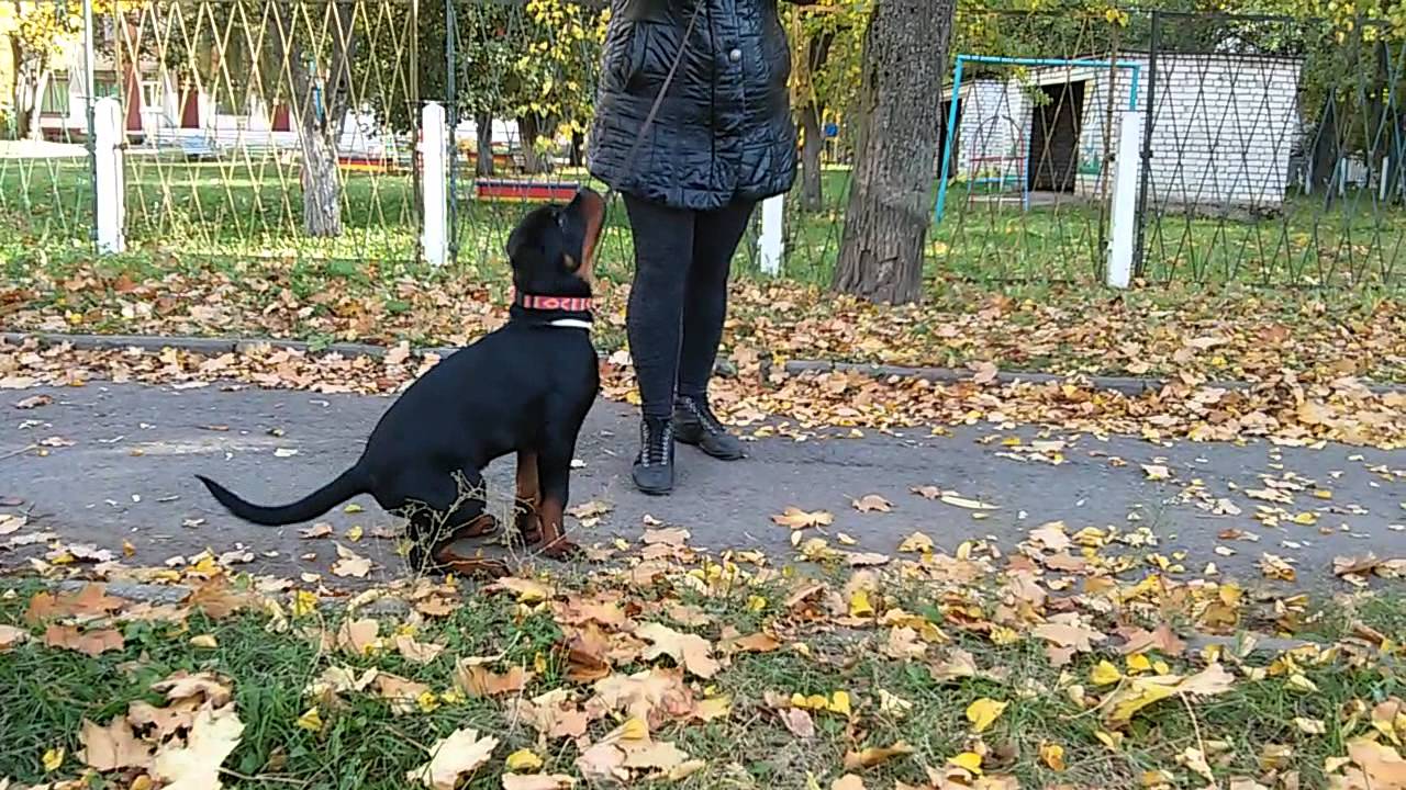Мес мазы стирь