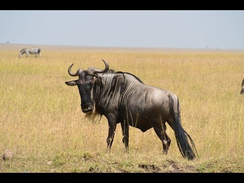 Interesting facts about the behavior and characteristics of the Wildebeest