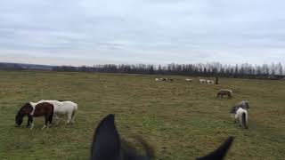 Мини лошади фермы Идальго http://mini-pony.ru
