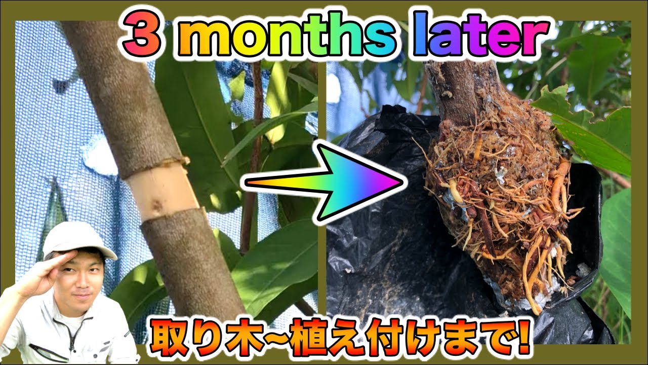 【取り木】続編！植え付けまで！発根のメカニズムと植え付け時の注意点