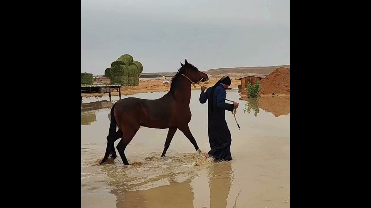 لغة الجسد مع الخيل وقود الخيل ، أيهما اهم؟