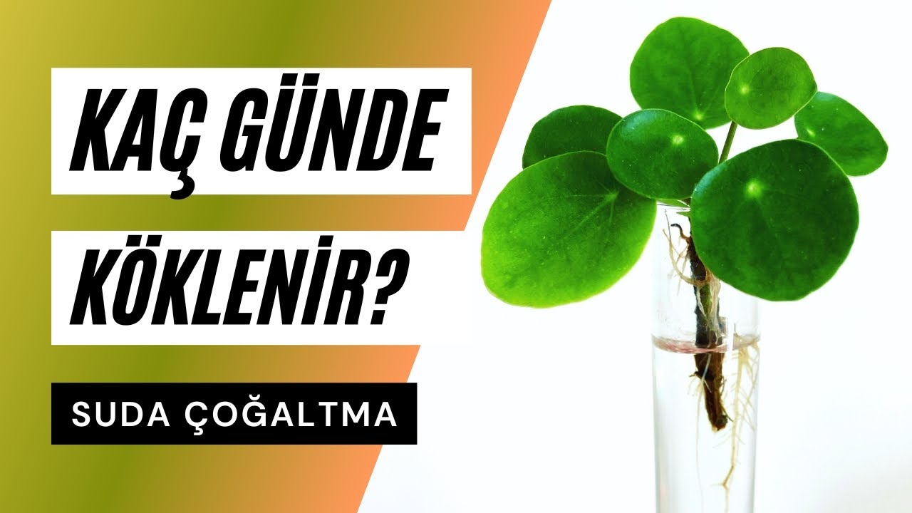 Bitkiler Suda Kaç Günde Köklenir? | Suda Çoğaltma Önerileri