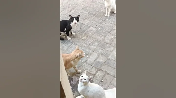 Watch the video about Stray Cats Meowing and Fighting | #shorts | Cat tik tok