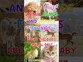 Learn Baby Animal Names And Sounds For Kids 🐶🐱 #shorts