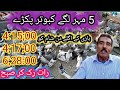 Kaptan ji k jaal sy shoq krydostana pigeon club03224041553