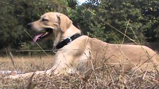 Basic Dog training | Attack, Search, Up, Down and other commands