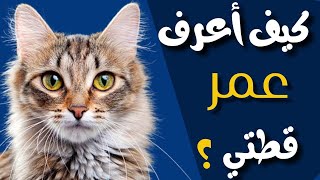 كيفية تحديد عمر قطتك🐈❤كيف أعرف عُمر القطط من أسنانها؟